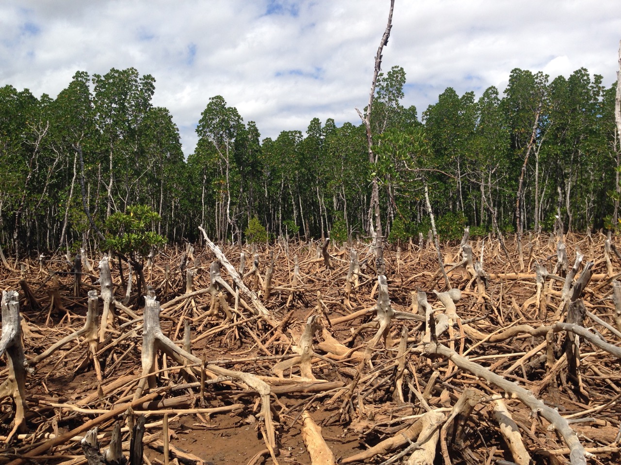 Upcoming AGEP-Webinar on „Deforestation and REDD+“
