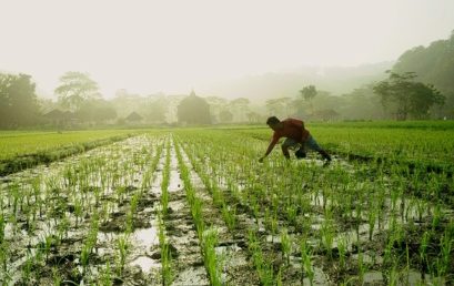 Water-saving riceproduction – A heretic‘s point of view, 07.05.2020, 17.00, zoom link below