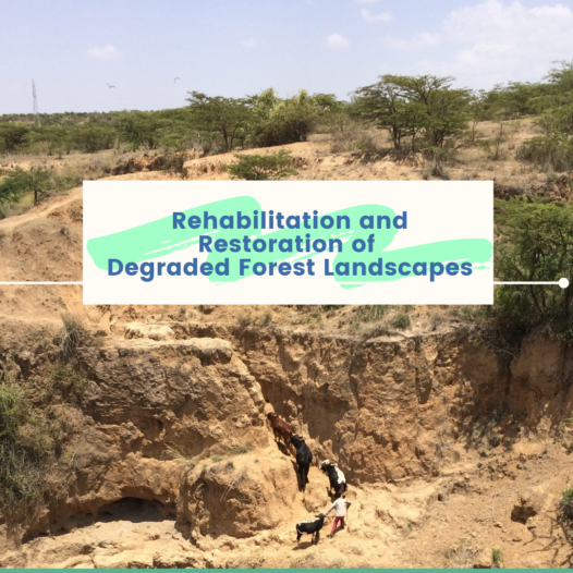 Rehabilitation and Restoration of Degraded Landscapes